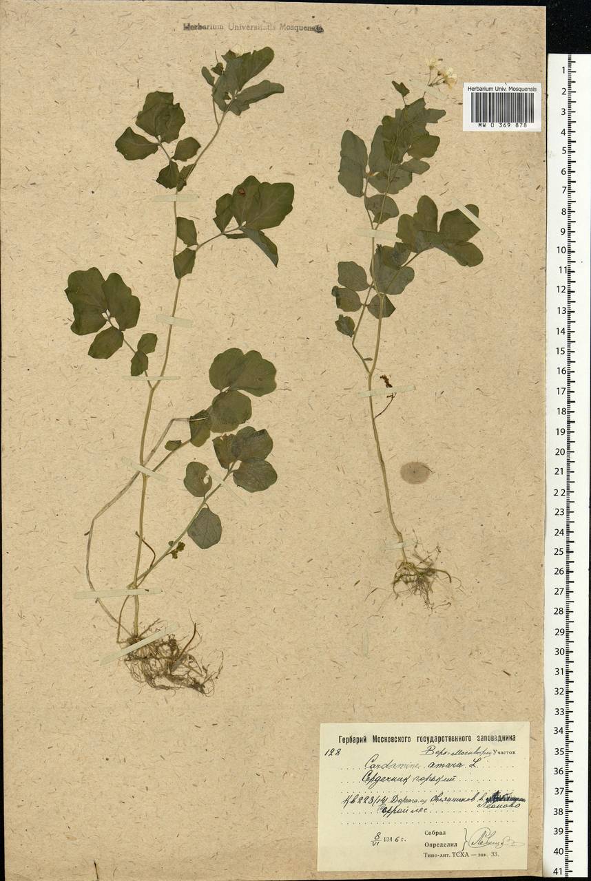 Cardamine amara L., Eastern Europe, Moscow region (E4a) (Russia)