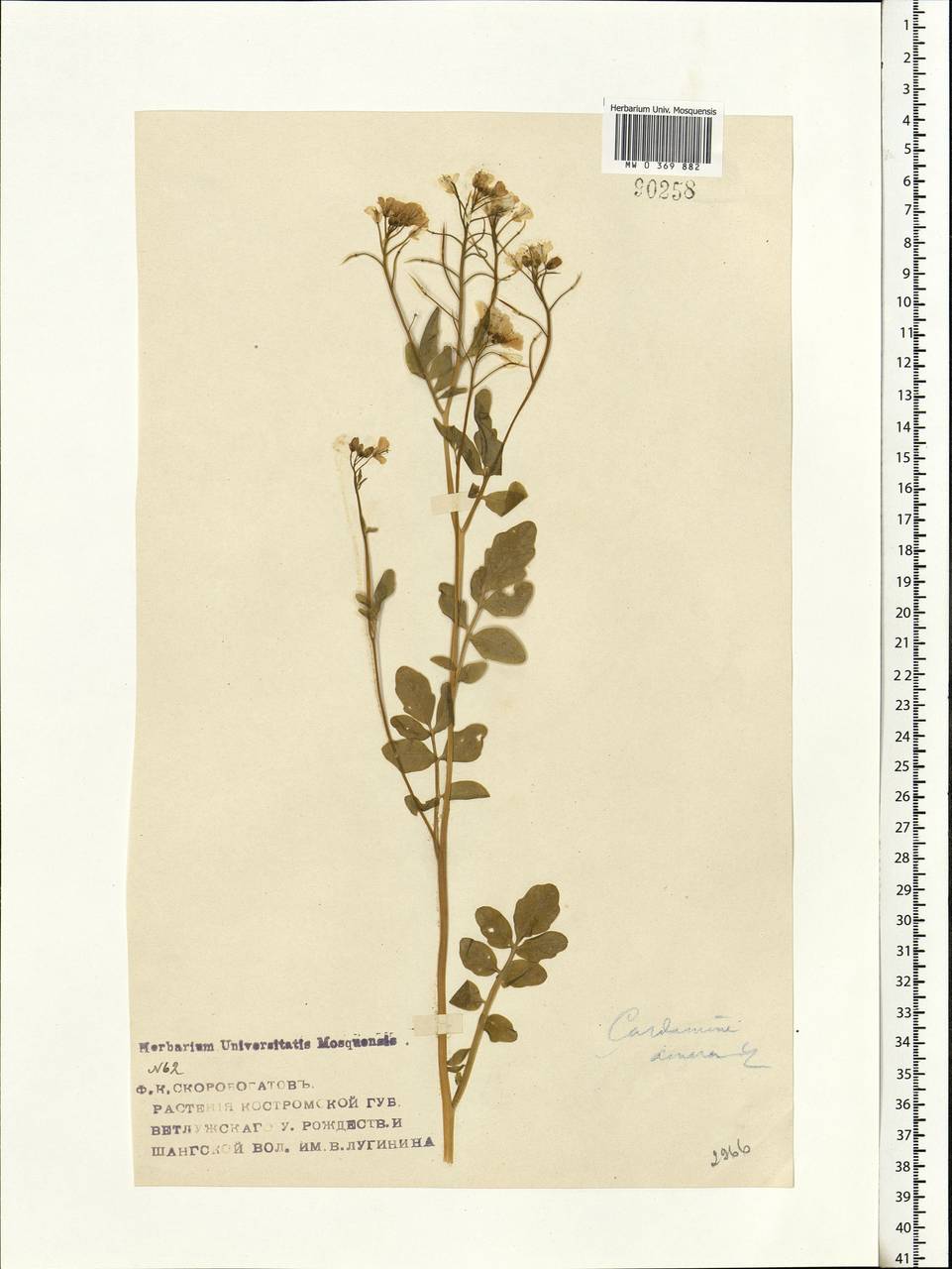 Cardamine amara L., Eastern Europe, Central forest region (E5) (Russia)
