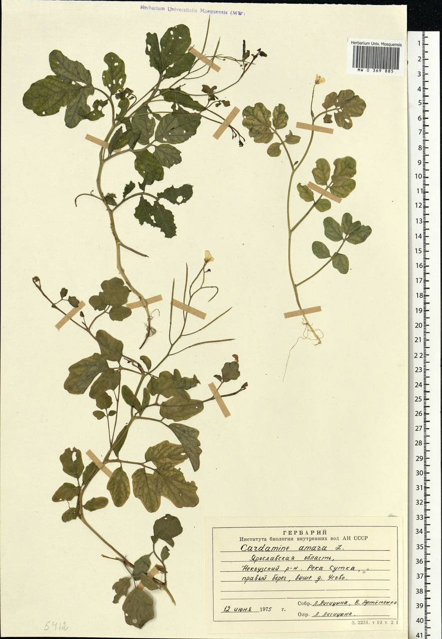 Cardamine amara L., Eastern Europe, Central forest region (E5) (Russia)