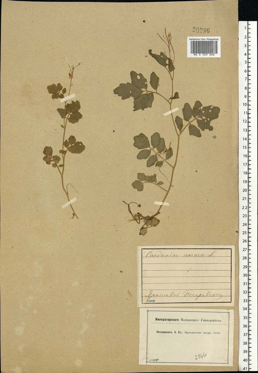 Cardamine amara L., Eastern Europe, Central forest region (E5) (Russia)