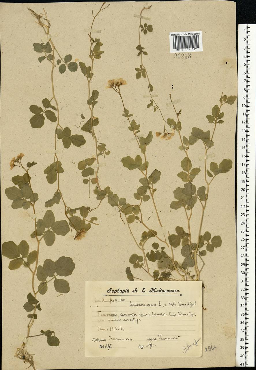 Cardamine amara L., Eastern Europe, Central forest region (E5) (Russia)