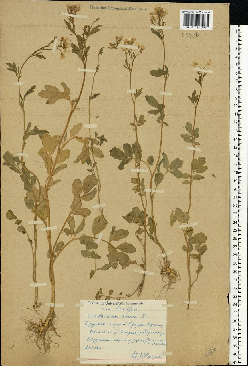 Cardamine amara L., Eastern Europe, Central forest region (E5) (Russia)