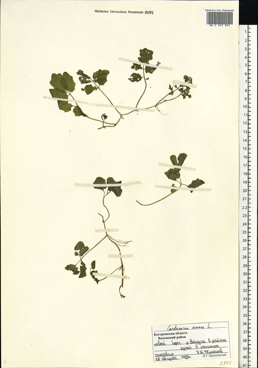 Cardamine amara L., Eastern Europe, Central forest region (E5) (Russia)