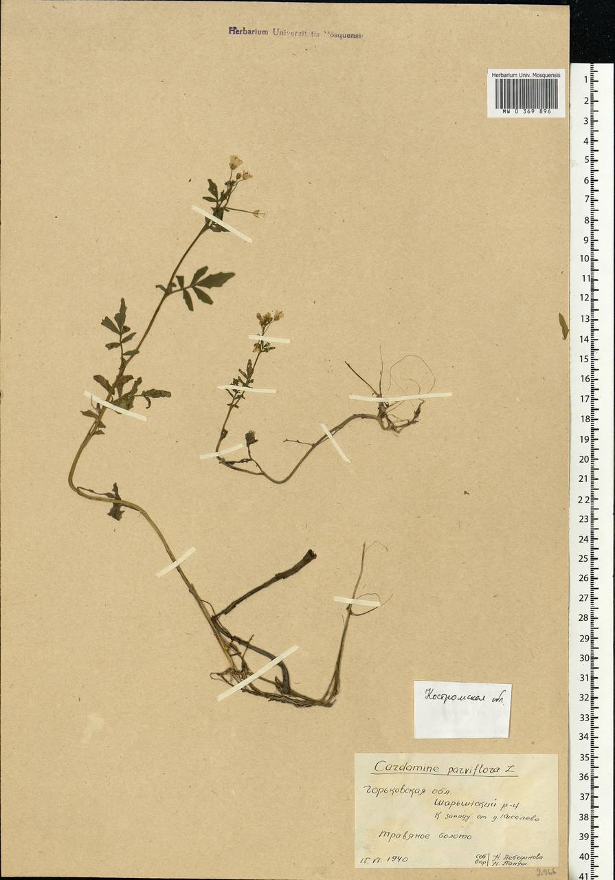 Cardamine amara L., Eastern Europe, Central forest region (E5) (Russia)
