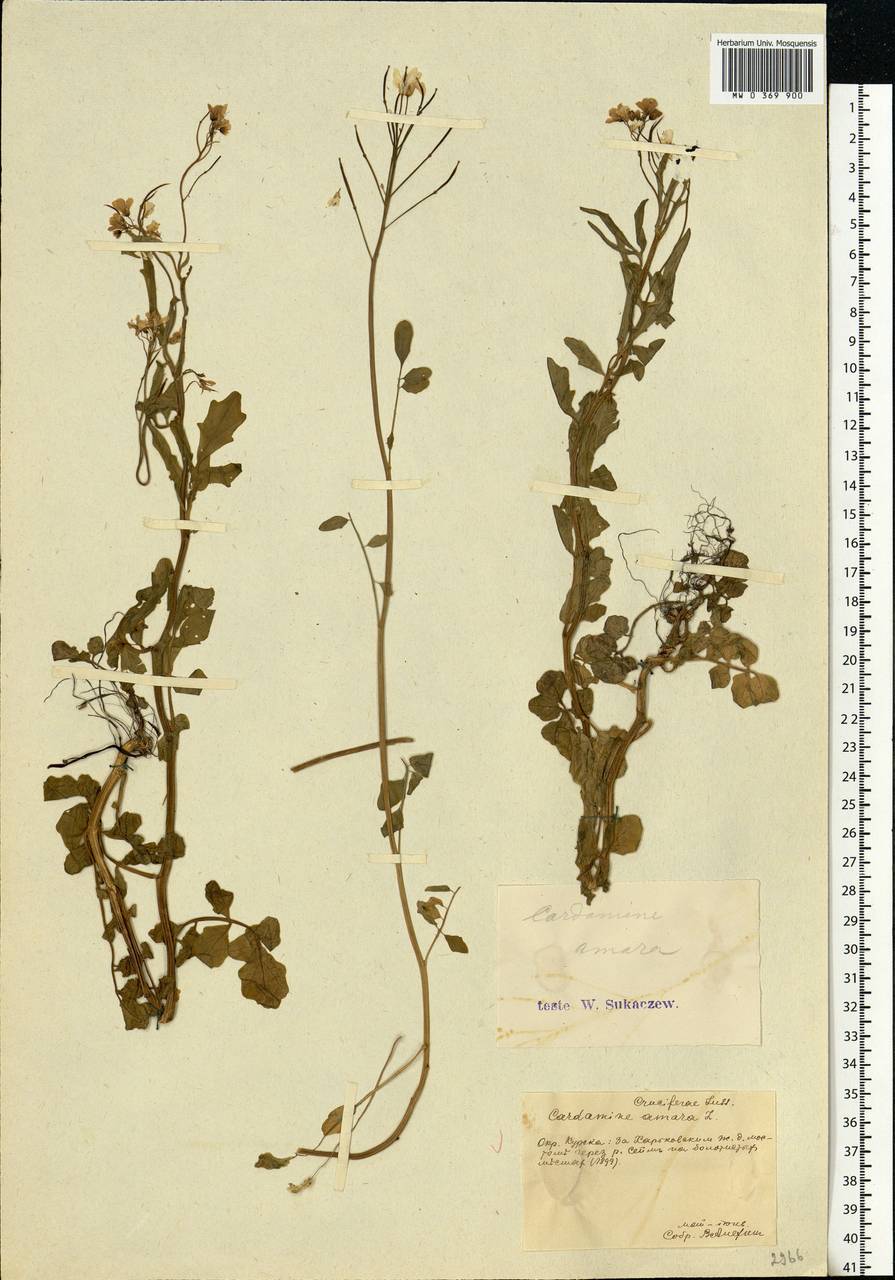 Cardamine amara L., Eastern Europe, Central forest-and-steppe region (E6) (Russia)