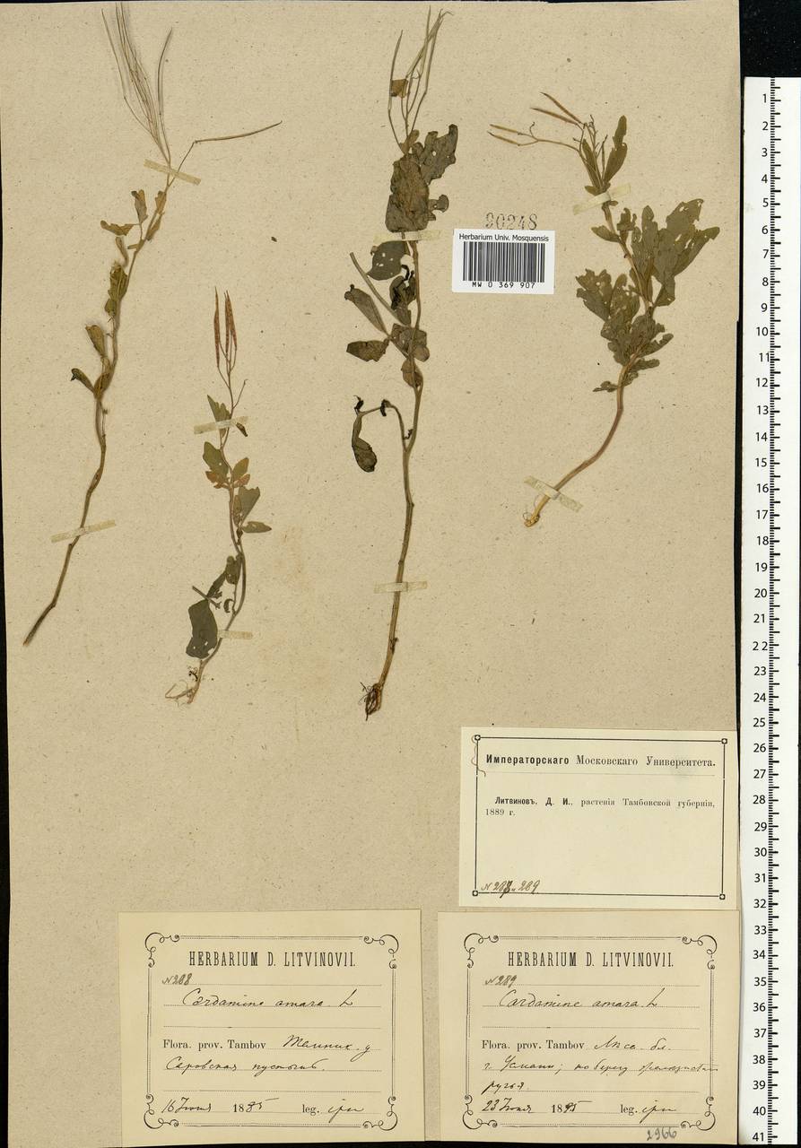 Cardamine amara L., Eastern Europe, Volga-Kama region (E7) (Russia)