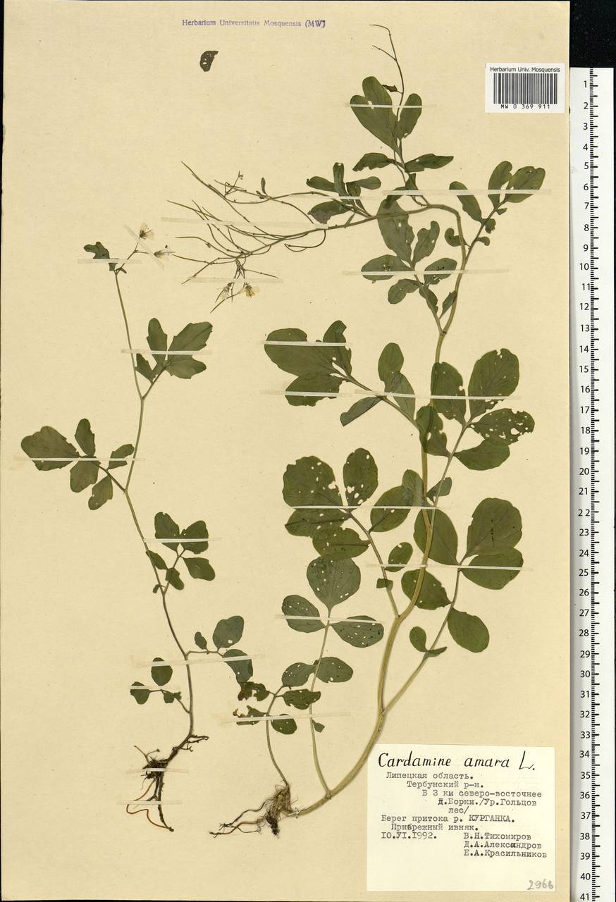 Cardamine amara L., Eastern Europe, Central forest-and-steppe region (E6) (Russia)