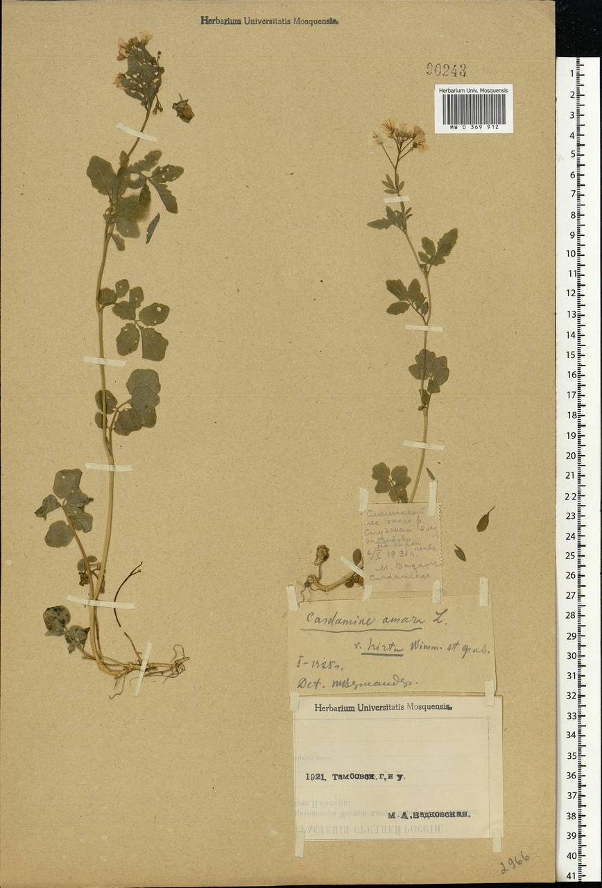 Cardamine amara L., Eastern Europe, Central forest-and-steppe region (E6) (Russia)