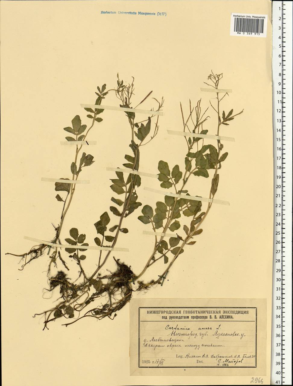 Cardamine amara L., Eastern Europe, Volga-Kama region (E7) (Russia)