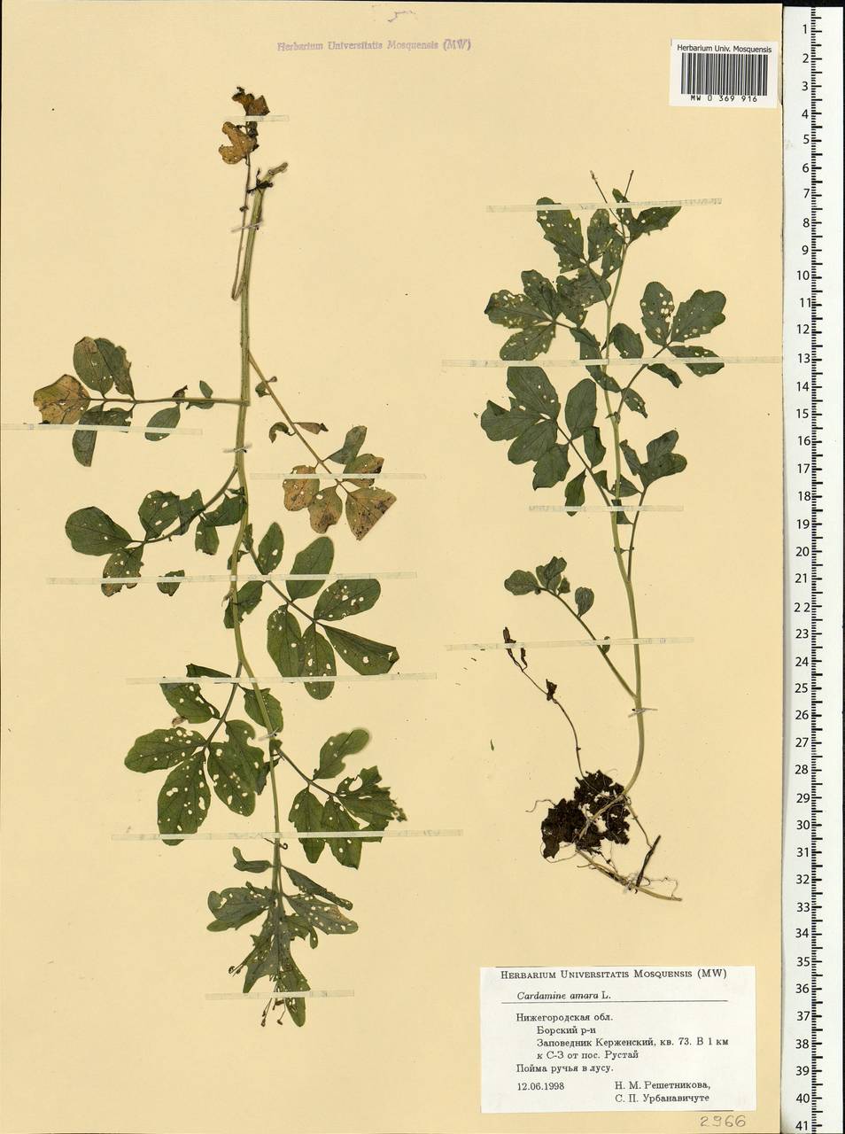 Cardamine amara L., Eastern Europe, Volga-Kama region (E7) (Russia)