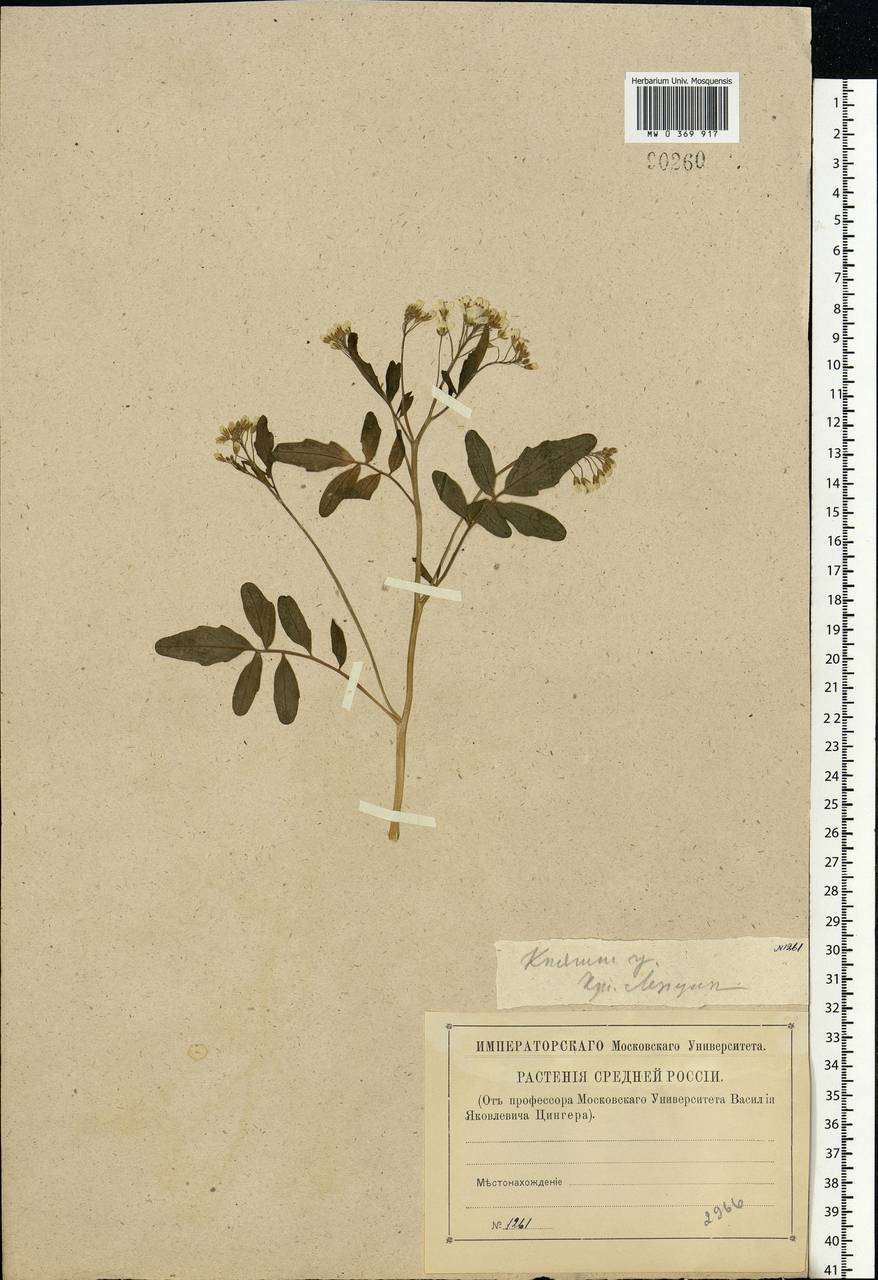 Cardamine amara L., Eastern Europe, Volga-Kama region (E7) (Russia)