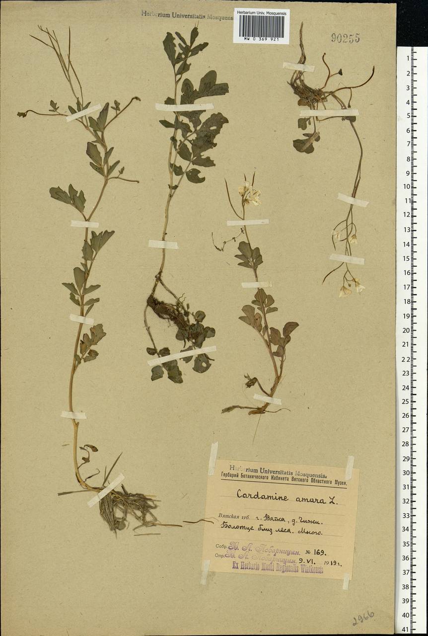 Cardamine amara L., Eastern Europe, Volga-Kama region (E7) (Russia)