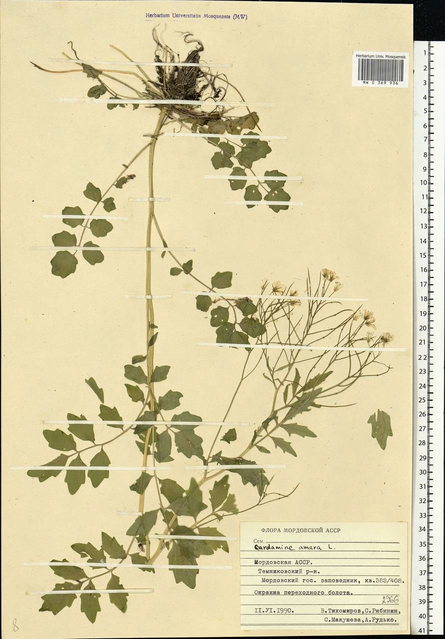 Cardamine amara L., Eastern Europe, Middle Volga region (E8) (Russia)