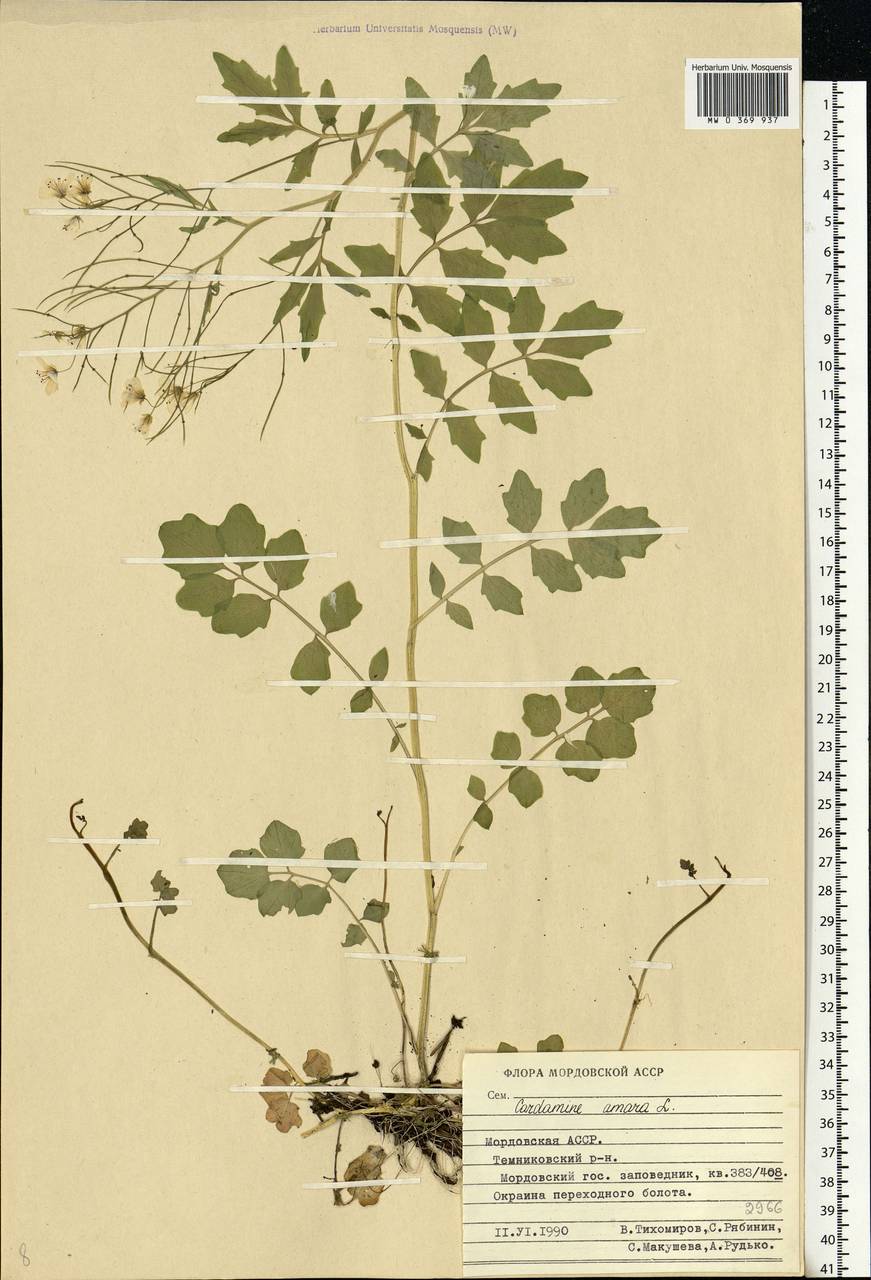 Cardamine amara L., Eastern Europe, Middle Volga region (E8) (Russia)