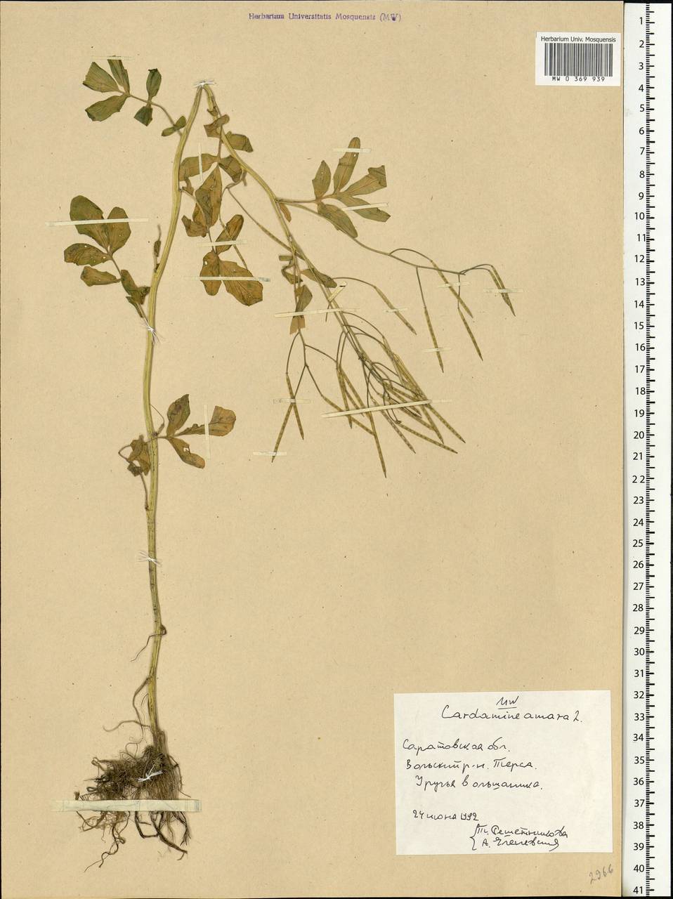 Cardamine amara L., Eastern Europe, Lower Volga region (E9) (Russia)