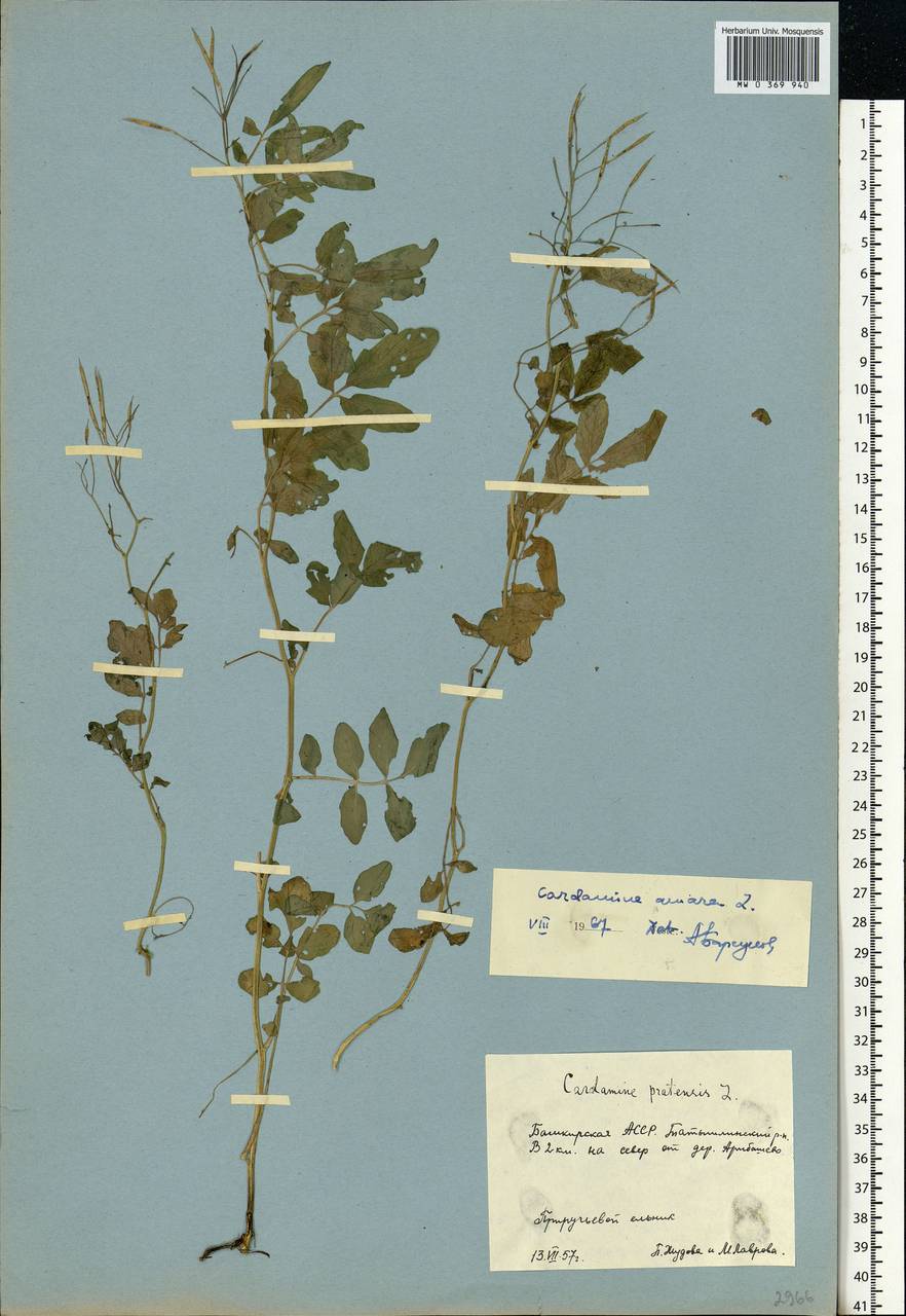 Cardamine amara L., Eastern Europe, Eastern region (E10) (Russia)