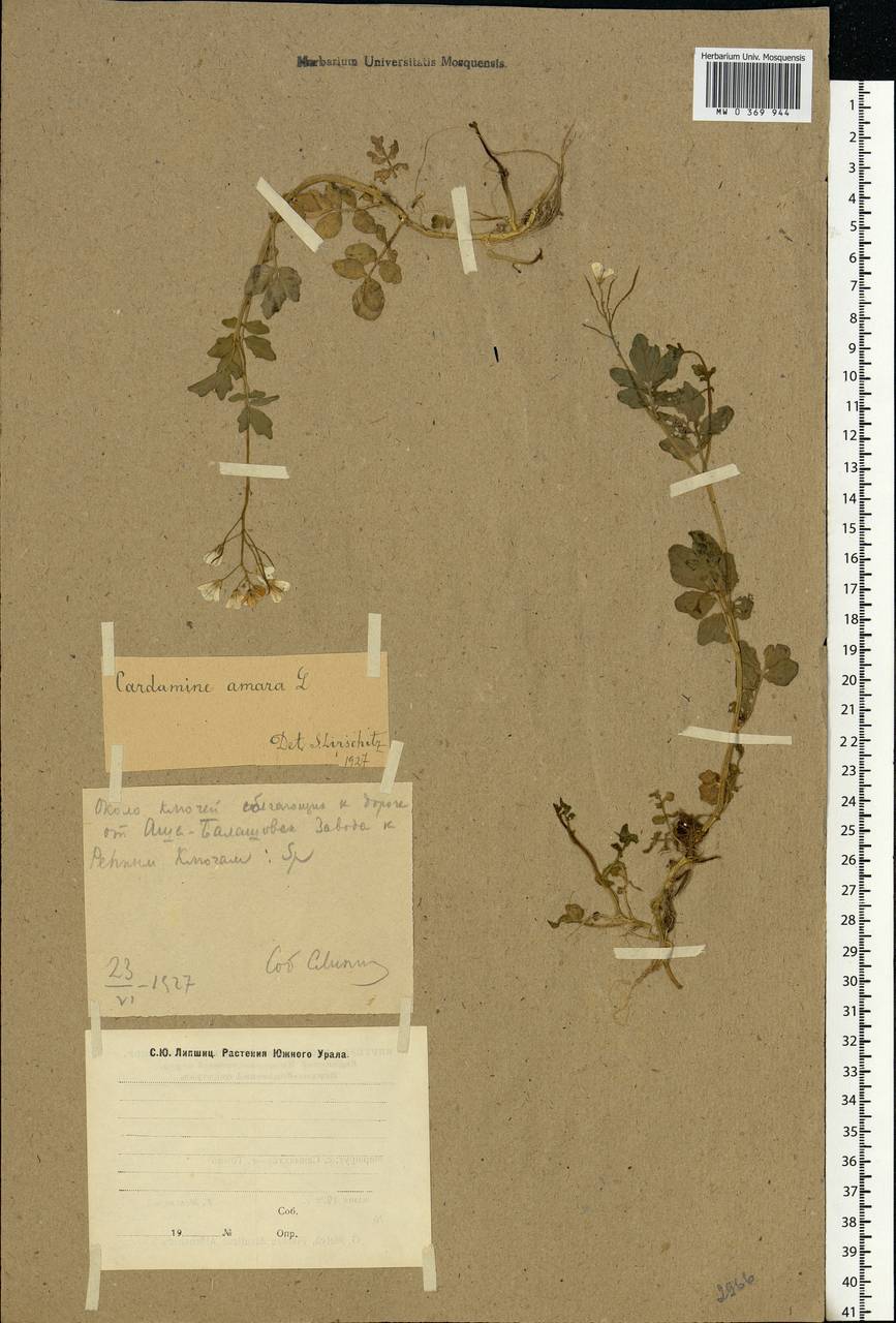 Cardamine amara L., Eastern Europe, Eastern region (E10) (Russia)