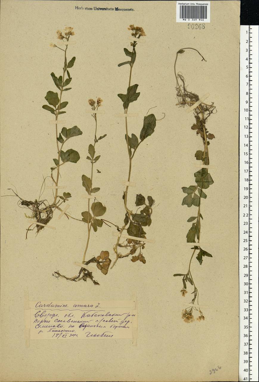 Cardamine amara L., Eastern Europe, Eastern region (E10) (Russia)