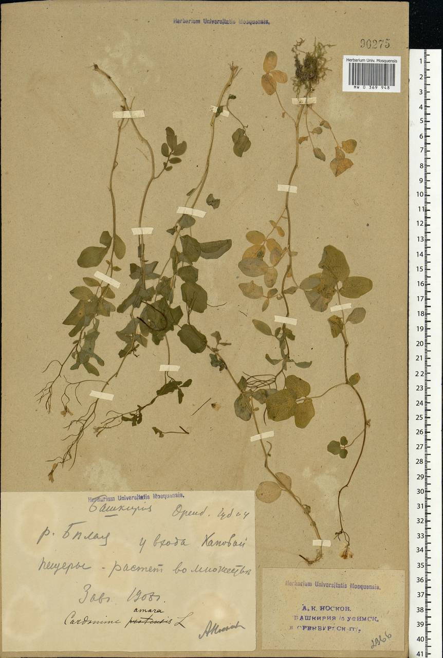 Cardamine amara L., Eastern Europe, Eastern region (E10) (Russia)