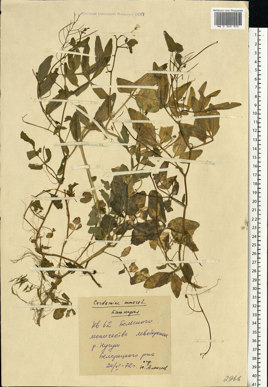 Cardamine amara L., Eastern Europe, Eastern region (E10) (Russia)