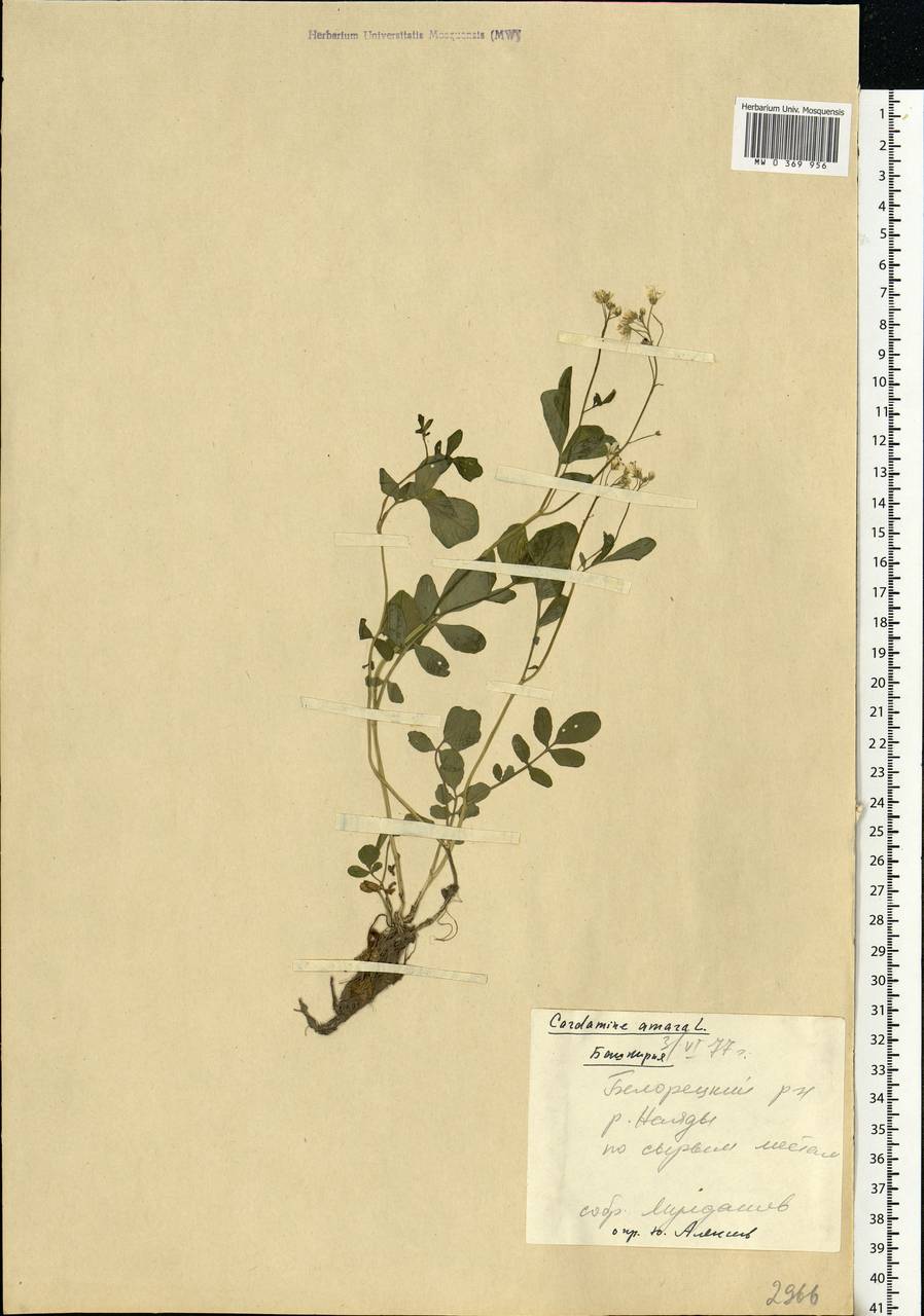 Cardamine amara L., Eastern Europe, Eastern region (E10) (Russia)