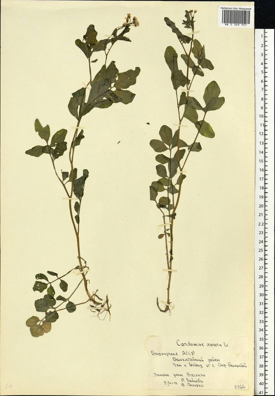 Cardamine amara L., Eastern Europe, Eastern region (E10) (Russia)