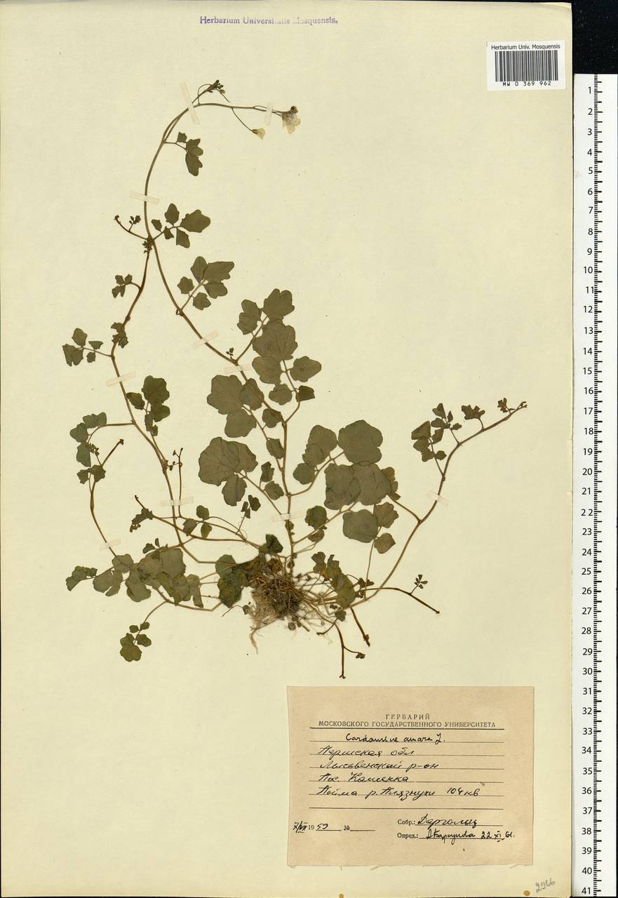Cardamine amara L., Eastern Europe, Eastern region (E10) (Russia)