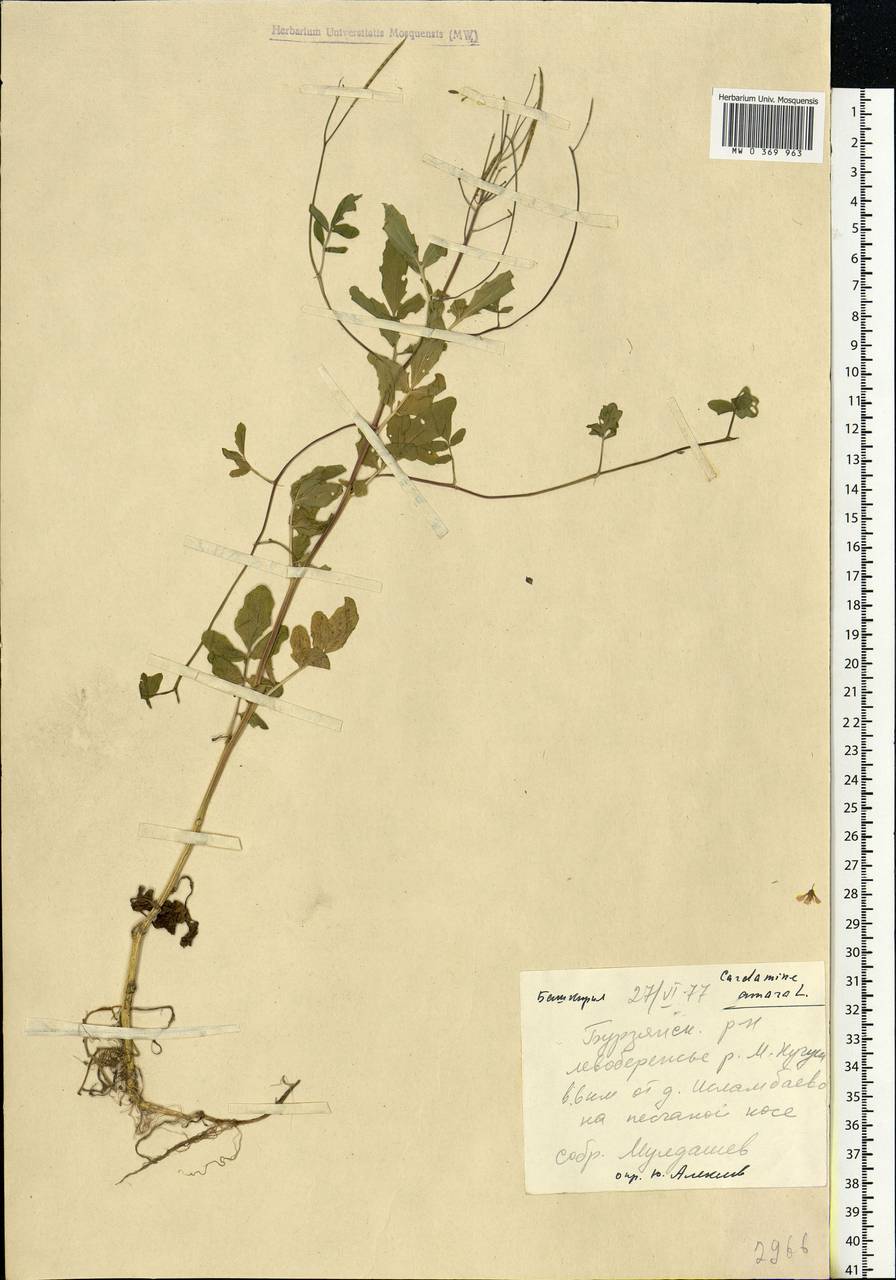 Cardamine amara L., Eastern Europe, Eastern region (E10) (Russia)