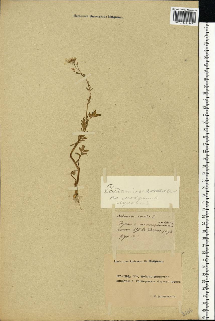 Cardamine amara L., Eastern Europe, Rostov Oblast (E12a) (Russia)