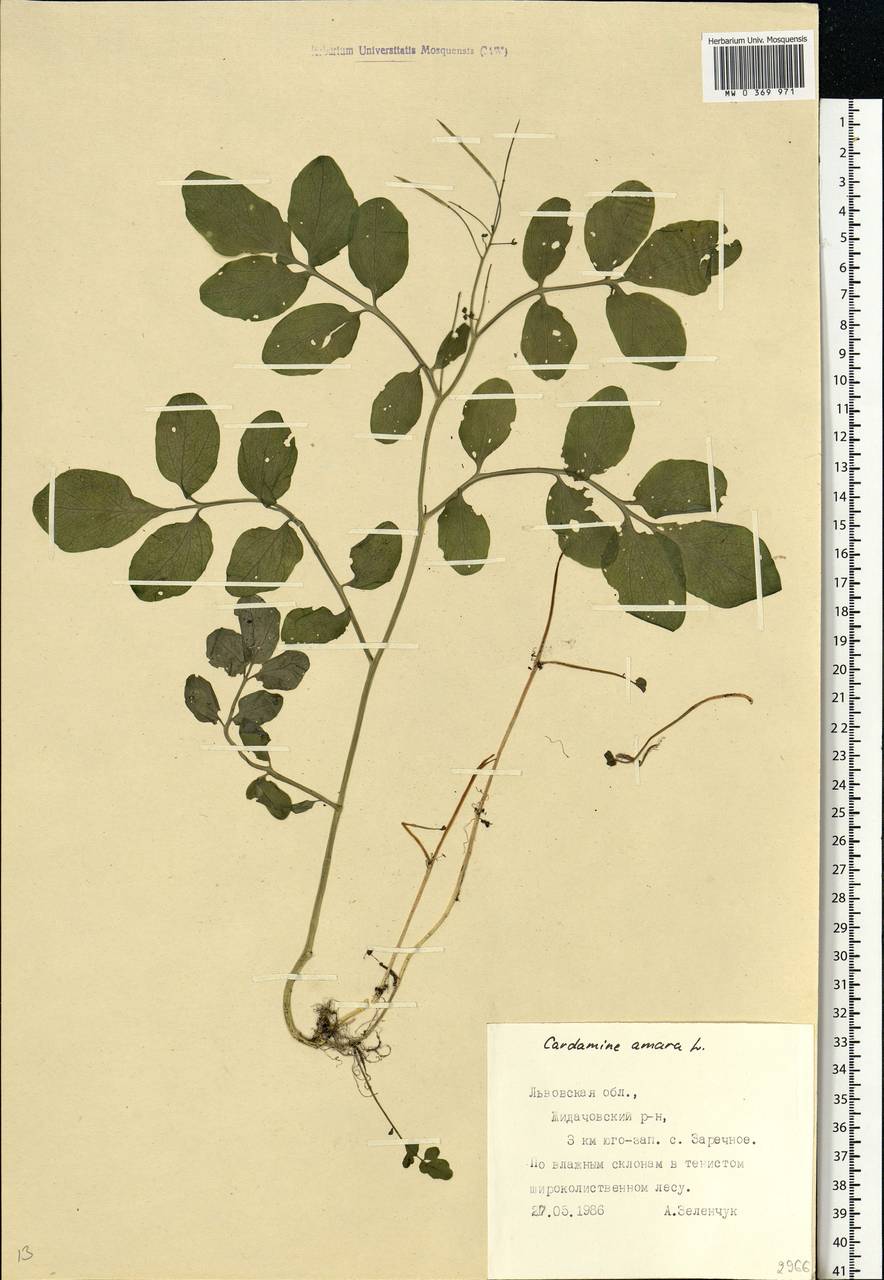Cardamine amara L., Eastern Europe, West Ukrainian region (E13) (Ukraine)