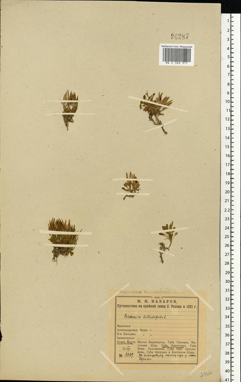 Cardamine bellidifolia L., Eastern Europe, Northern region (E1) (Russia)