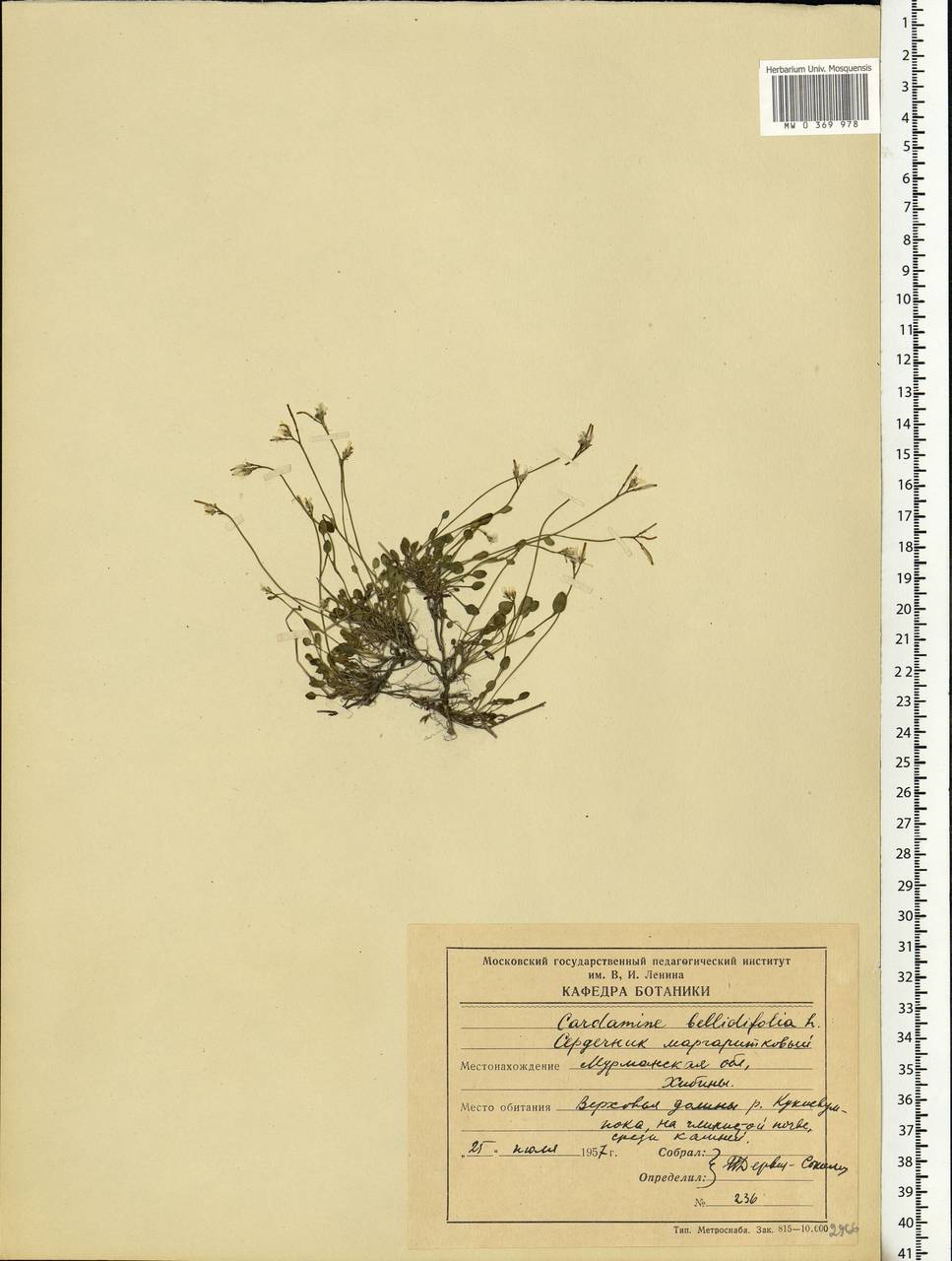 Cardamine bellidifolia L., Eastern Europe, Northern region (E1) (Russia)