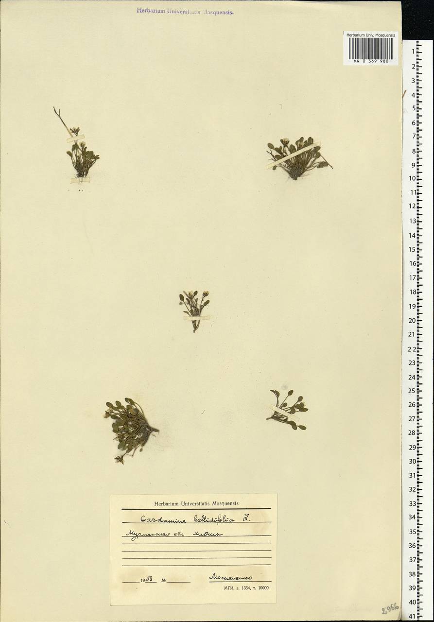 Cardamine bellidifolia L., Eastern Europe, Northern region (E1) (Russia)