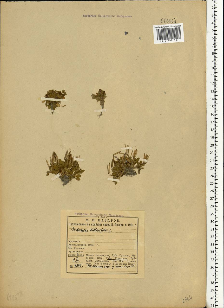 Cardamine bellidifolia L., Eastern Europe, Northern region (E1) (Russia)