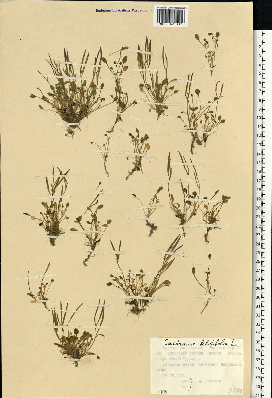 Cardamine bellidifolia L., Eastern Europe, Northern region (E1) (Russia)