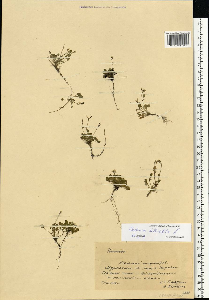 Cardamine bellidifolia L., Eastern Europe, Northern region (E1) (Russia)