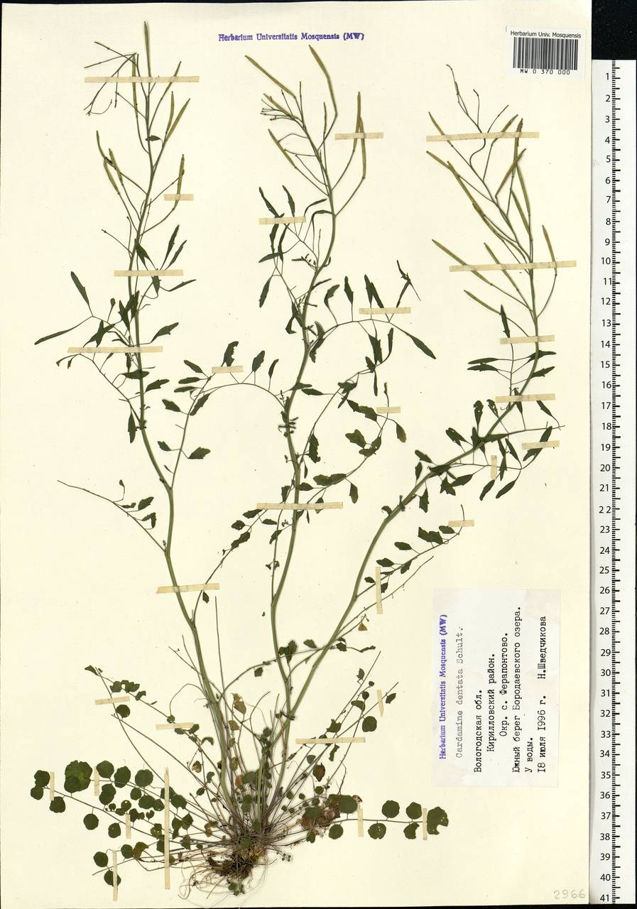 Cardamine pratensis subsp. dentata (Schult.) Celak., Eastern Europe, Northern region (E1) (Russia)