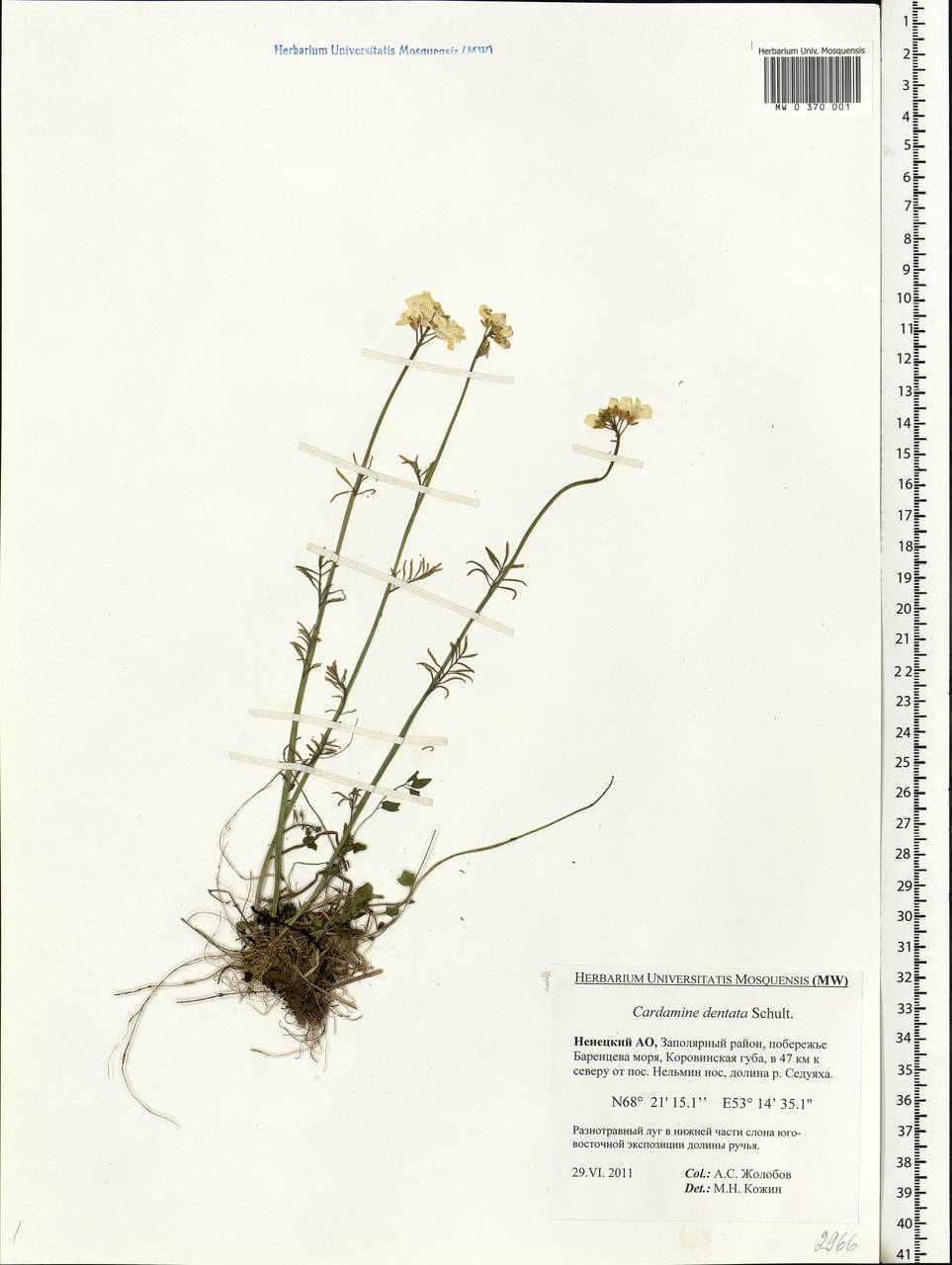 Cardamine pratensis subsp. dentata (Schult.) Čelak., Eastern Europe, Northern region (E1) (Russia)