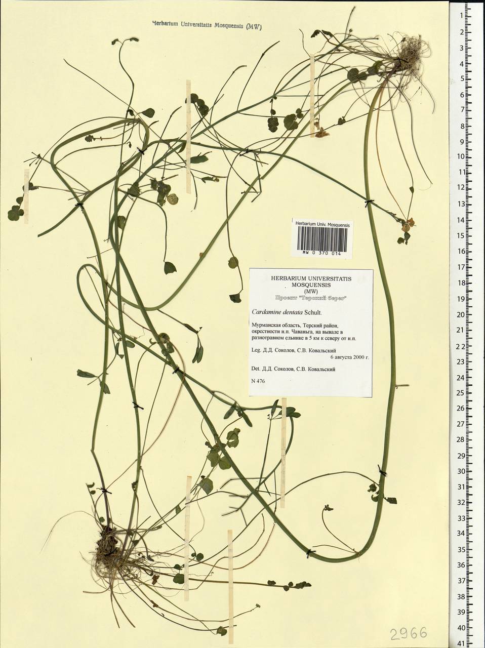 Cardamine pratensis subsp. dentata (Schult.) Celak., Eastern Europe, Northern region (E1) (Russia)