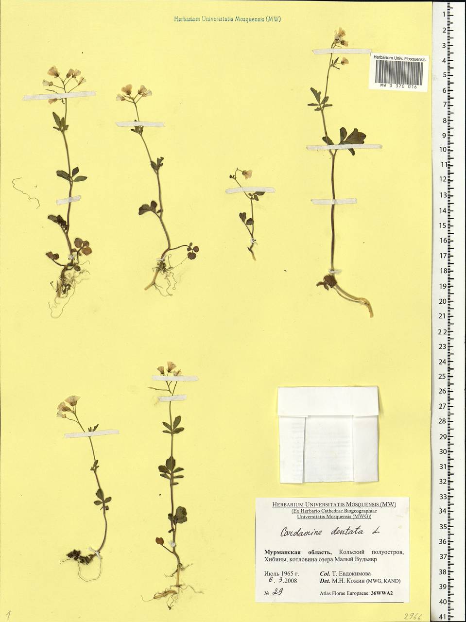Cardamine pratensis subsp. dentata (Schult.) Čelak., Eastern Europe, Northern region (E1) (Russia)