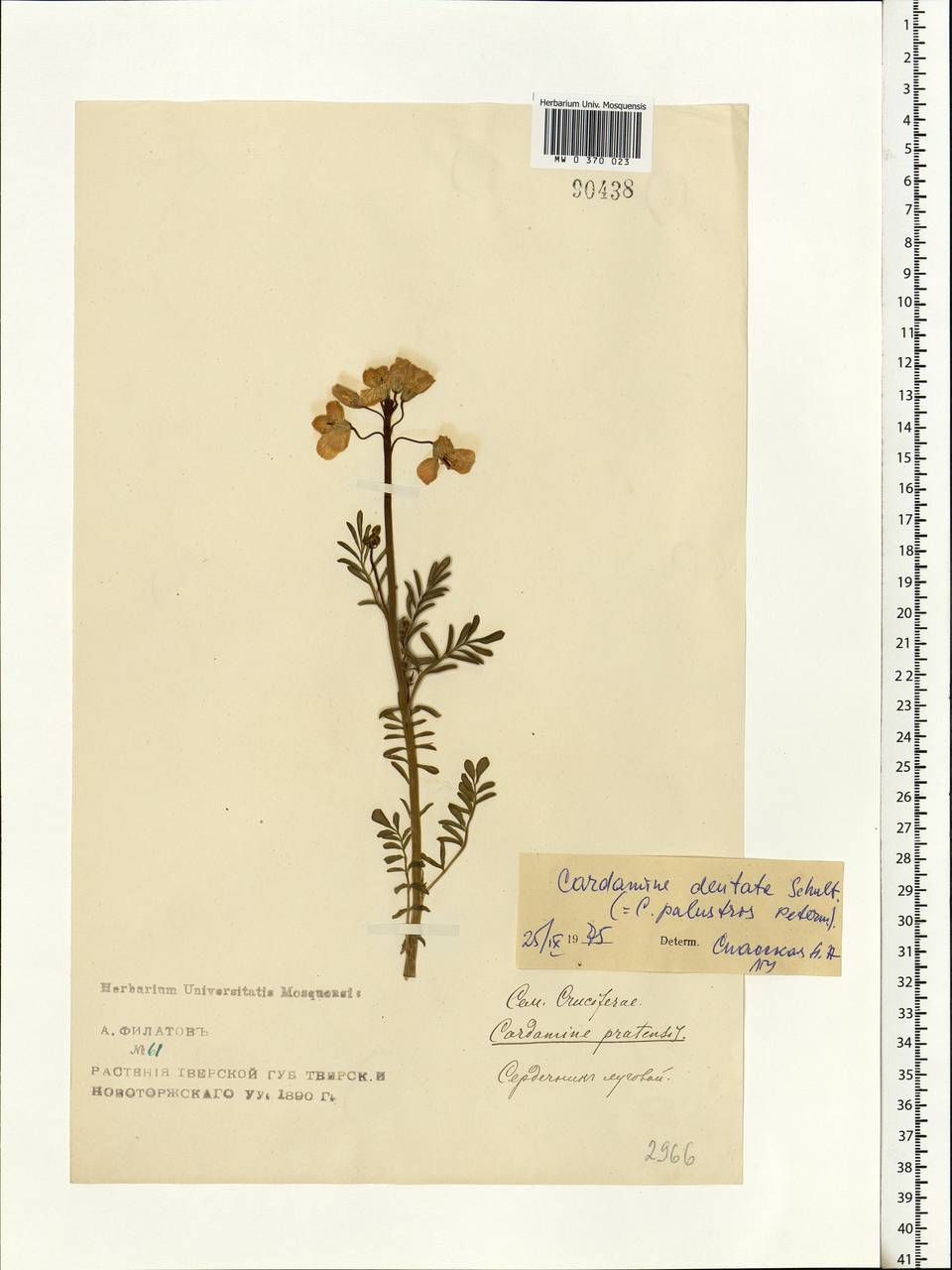 Cardamine pratensis subsp. dentata (Schult.) Celak., Eastern Europe, North-Western region (E2) (Russia)