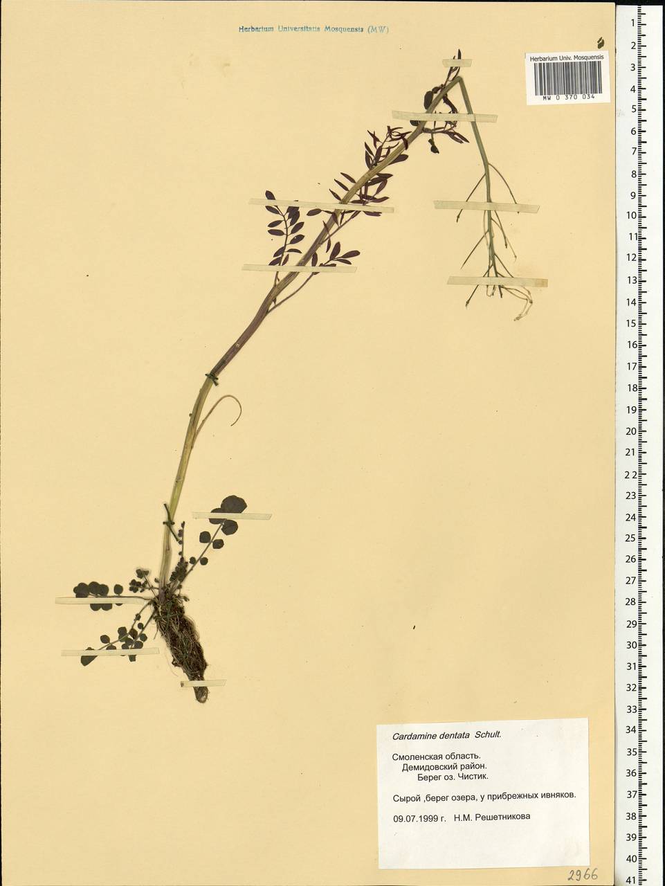 Cardamine pratensis subsp. dentata (Schult.) Čelak., Eastern Europe, Western region (E3) (Russia)