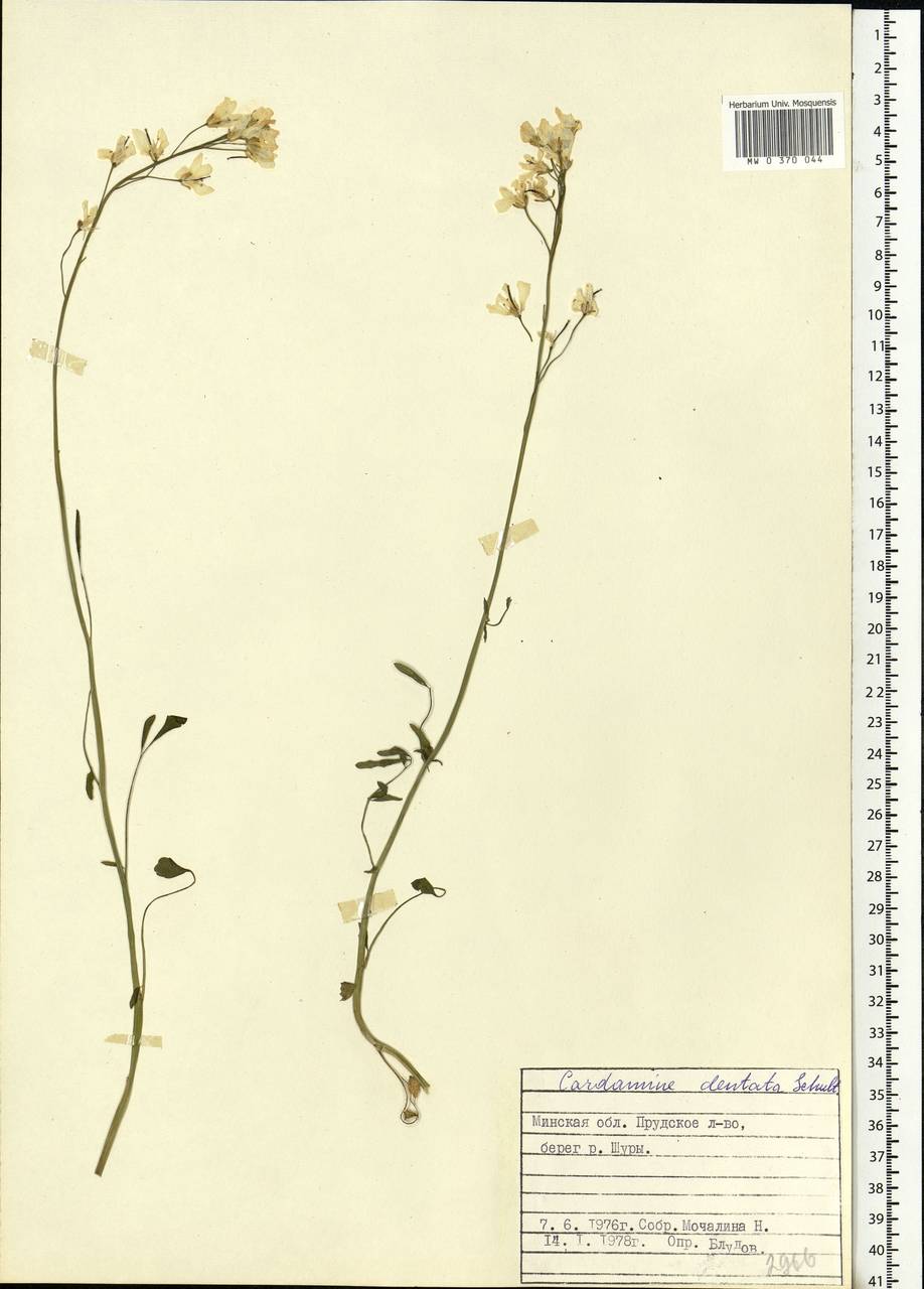 Cardamine pratensis subsp. dentata (Schult.) Celak., Eastern Europe, Belarus (E3a) (Belarus)