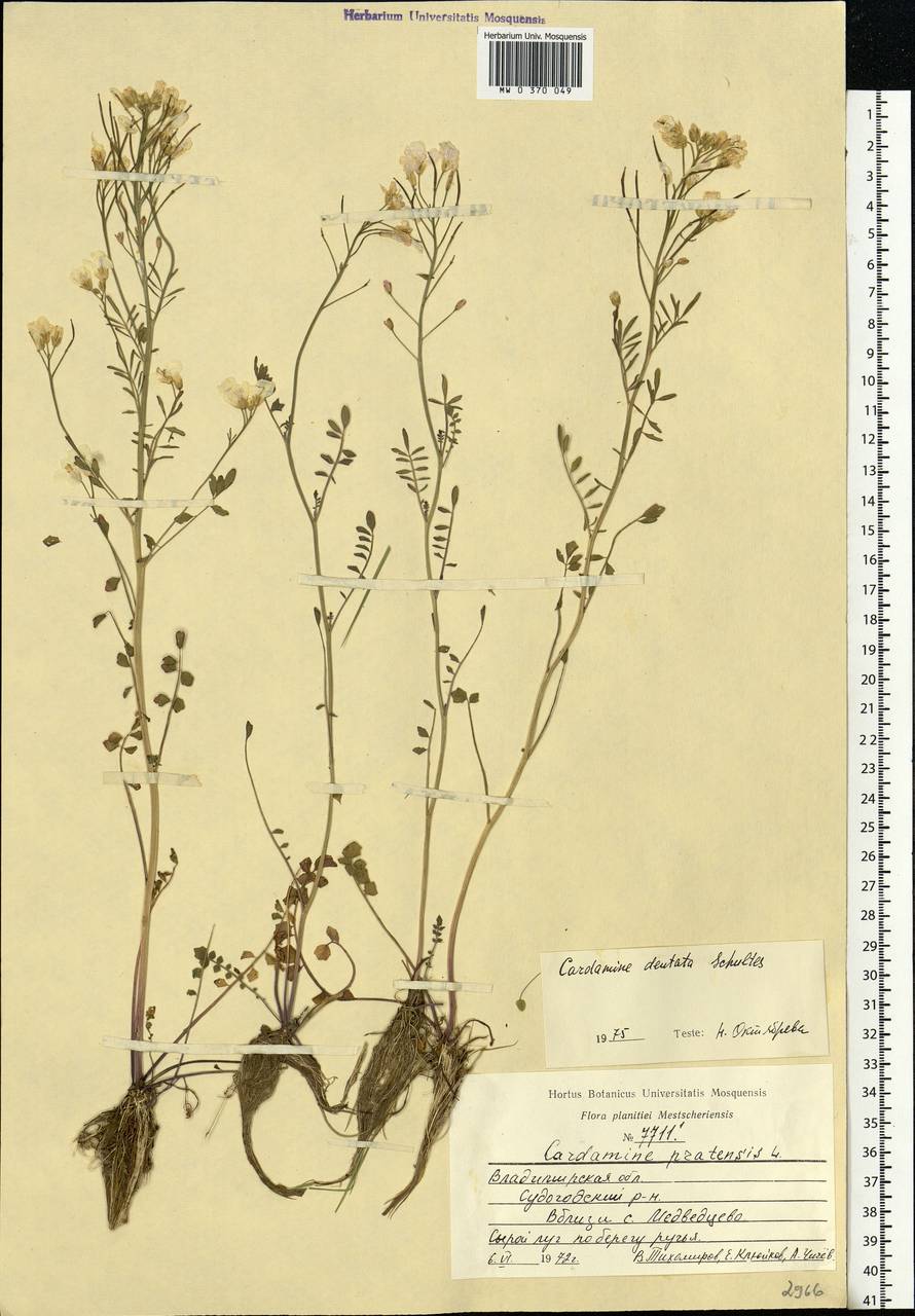 Cardamine pratensis subsp. dentata (Schult.) Celak., Eastern Europe, Central region (E4) (Russia)