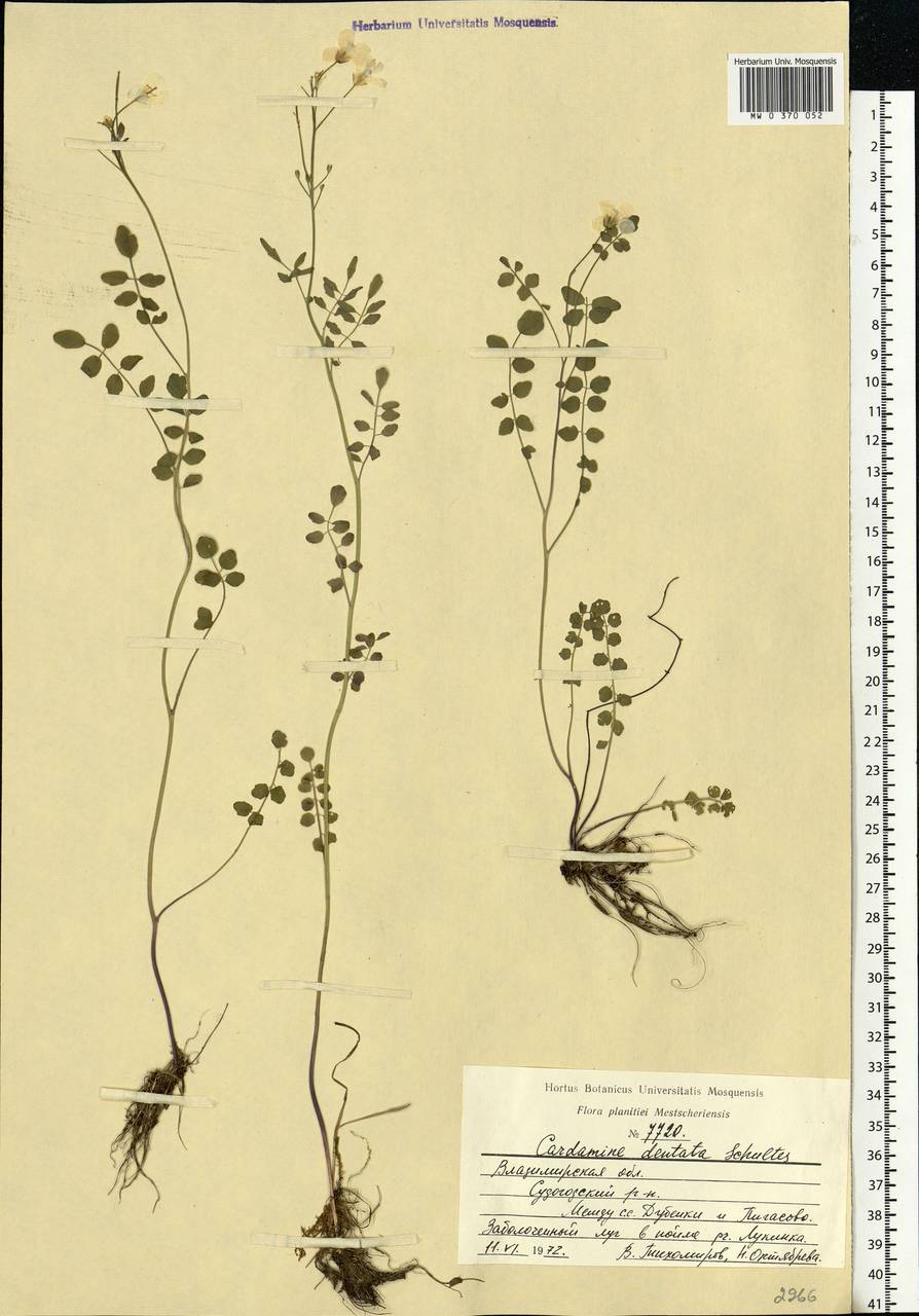 Cardamine pratensis subsp. dentata (Schult.) Čelak., Eastern Europe, Central region (E4) (Russia)