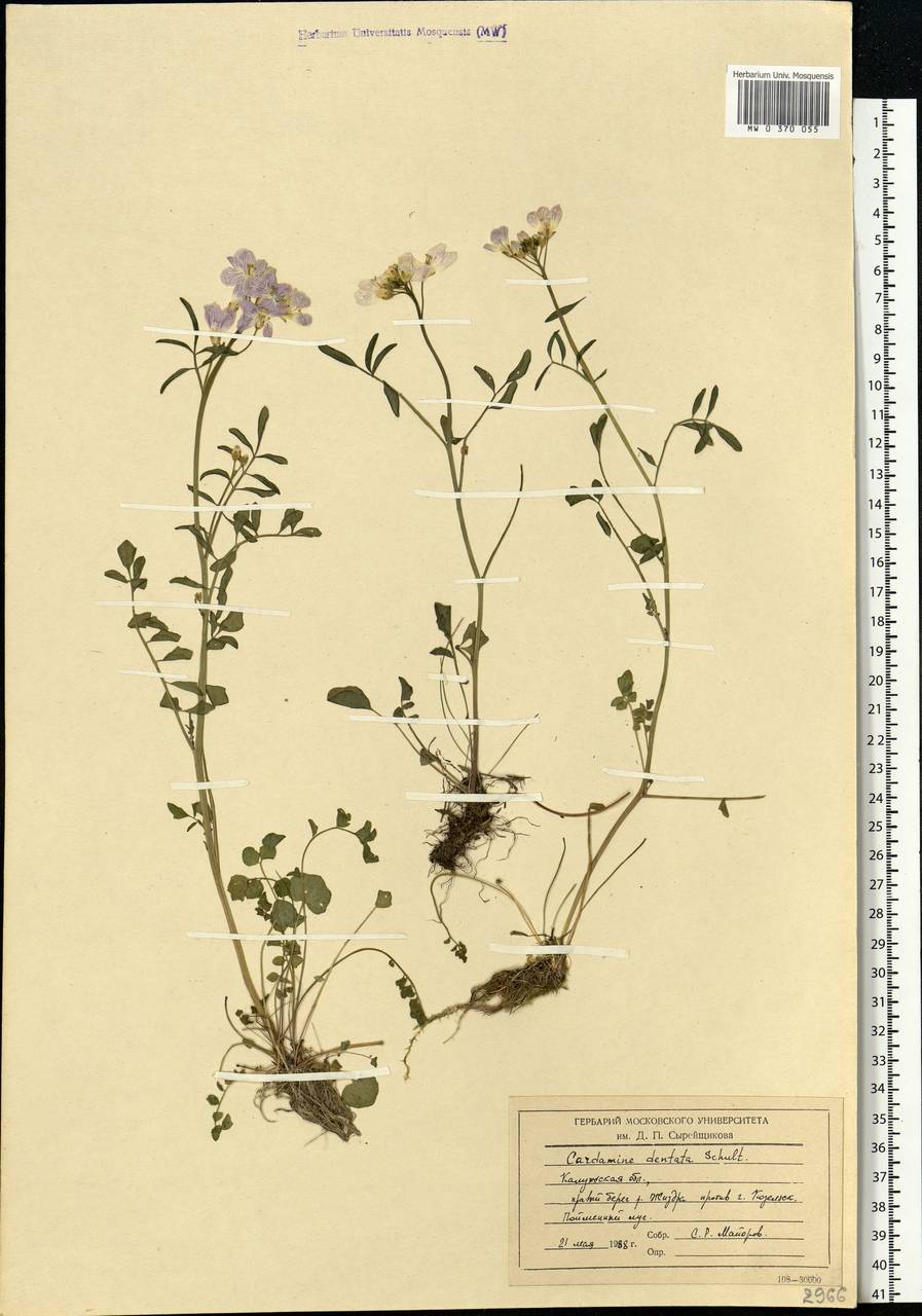 Cardamine pratensis subsp. dentata (Schult.) Celak., Eastern Europe, Central region (E4) (Russia)
