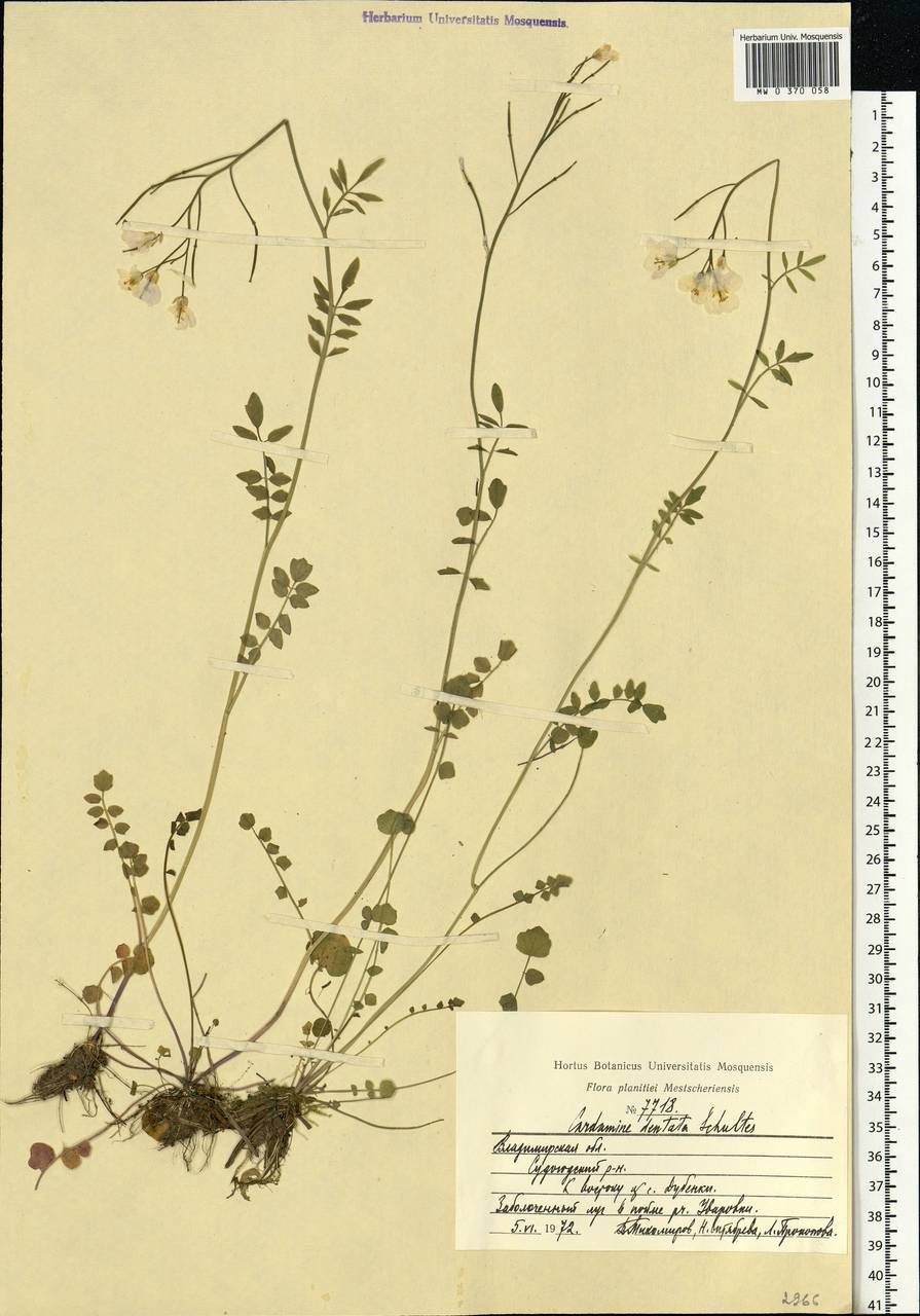 Cardamine pratensis subsp. dentata (Schult.) Čelak., Eastern Europe, Central region (E4) (Russia)