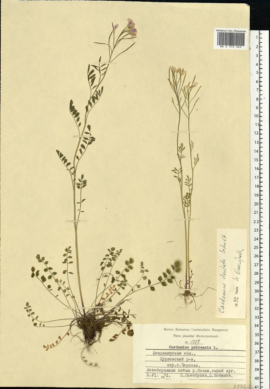 Cardamine pratensis subsp. dentata (Schult.) Celak., Eastern Europe, Central region (E4) (Russia)