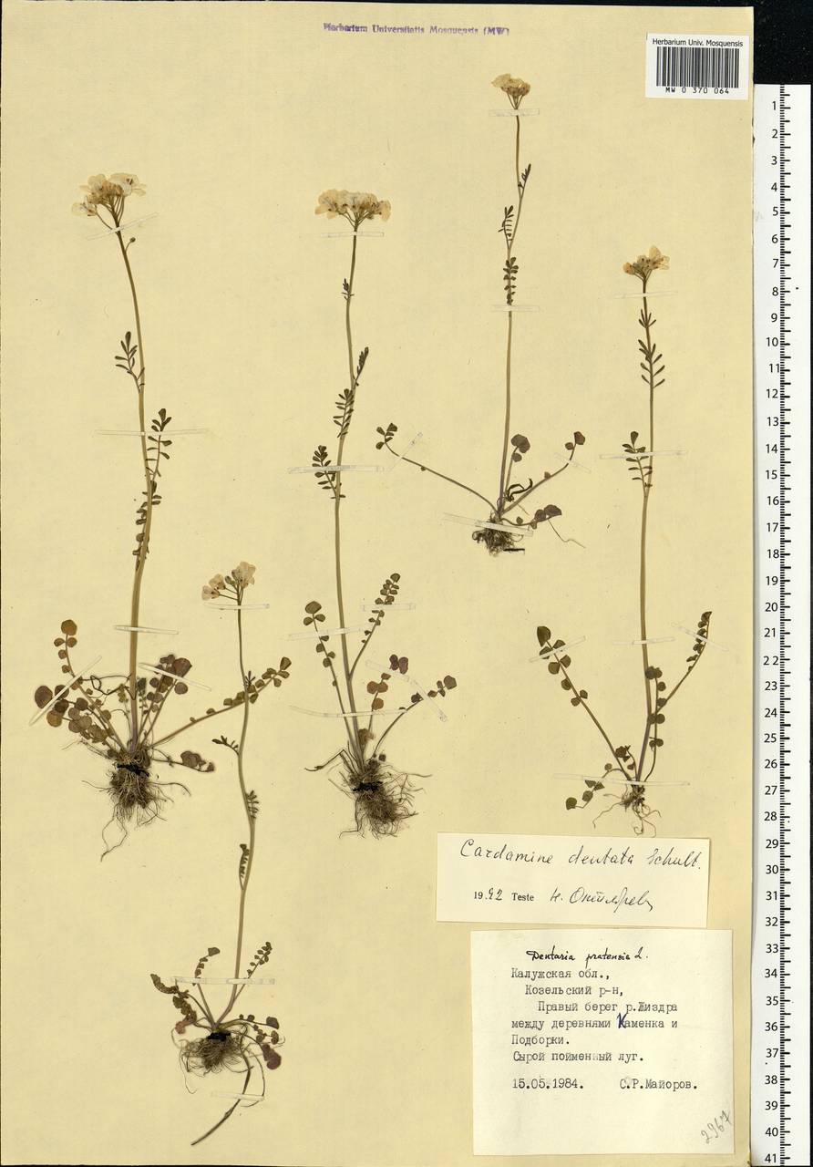 Cardamine pratensis subsp. dentata (Schult.) Čelak., Eastern Europe, Central region (E4) (Russia)