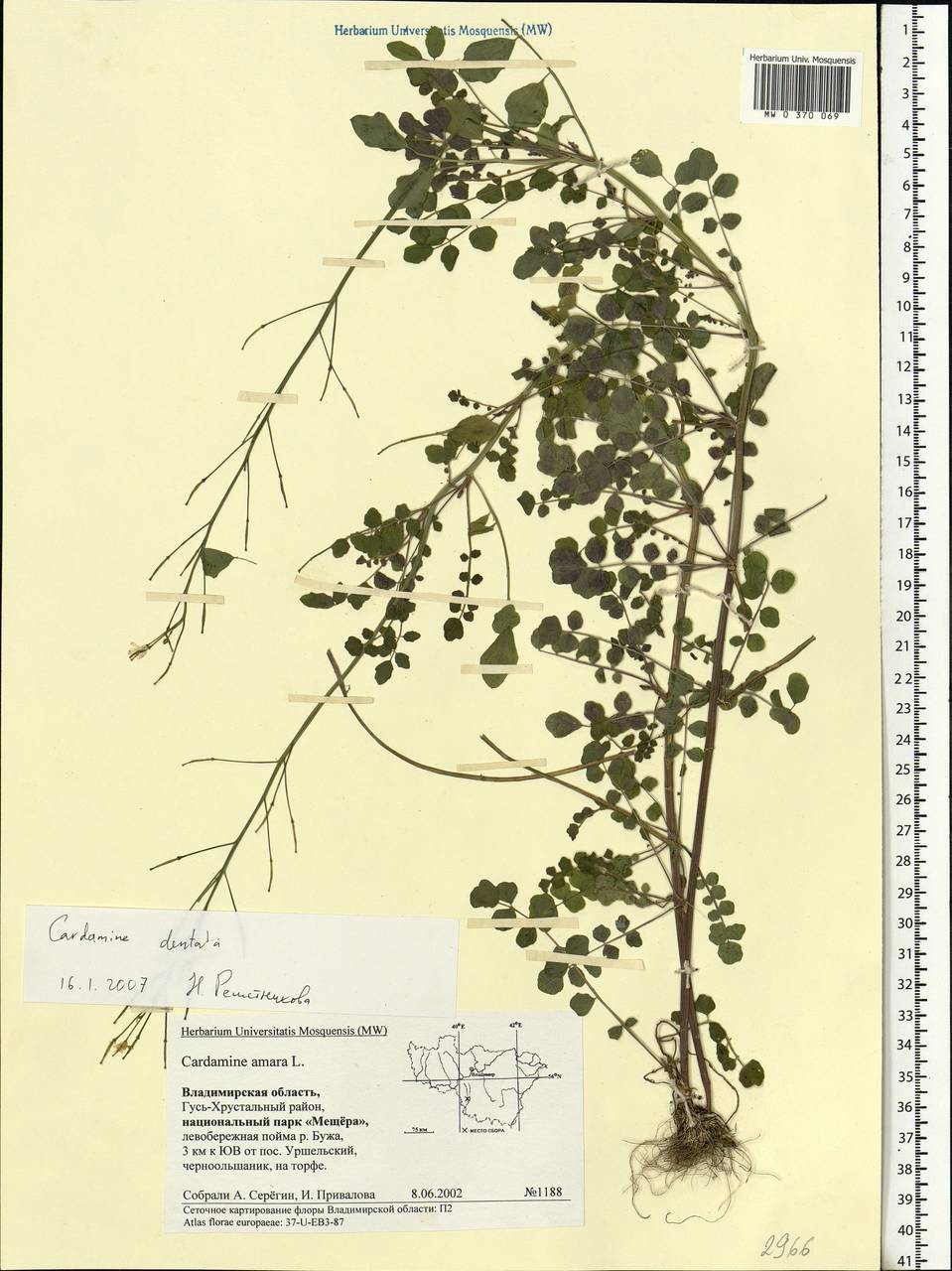 Cardamine pratensis subsp. dentata (Schult.) Čelak., Eastern Europe, Central region (E4) (Russia)